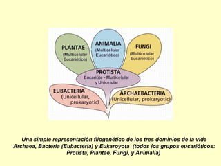 Una simple representación filogenético de los tres dominios de la vida
Archaea, Bacteria (Eubacteria) y Eukaroyota (todos los grupos eucarióticos:
                    Protista, Plantae, Fungi, y Animalia)
 