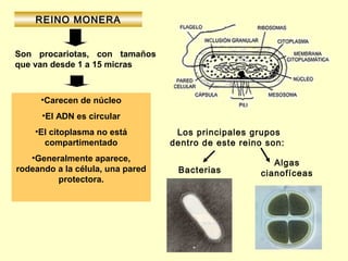 REINO MONERA


Son procariotas, con tamaños
que van desde 1 a 15 micras



     •Carecen de núcleo
      •El ADN es circular
    •El citoplasma no está         Los principales grupos
      compartimentado             dentro de este reino son:
   •Generalmente aparece,
                                                        Algas
rodeando a la célula, una pared    Bacterias         cianofíceas
         protectora.
 