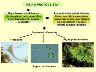 REINO PROTOCTISTA


  Organismos unicelulares o              Los protoctistas pluricelulares
pluricelulares, pero todos ellos          tienen sus células asociadas
  están formados por células             sin formar tejidos, son células
           eucariotas                       sin especializar y pueden
                                            realizar cualquier función.


                       Se pueden diferenciar:


   Protozoos                                     Algas pluricelulares




                        Algas unicelulares
 