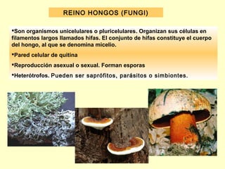 REINO HONGOS (FUNGI)

Son organismos unicelulares o pluricelulares. Organizan sus células en
filamentos largos llamados hifas. El conjunto de hifas constituye el cuerpo
del hongo, al que se denomina micelio.
Pared celular de quitina
Reproducción asexual o sexual. Forman esporas
Heterótrofos. Pueden ser saprófitos, parásitos o simbiontes.
 
