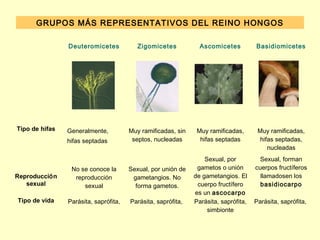 GRUPOS MÁS REPRESENTATIVOS DEL REINO HONGOS

                Deuteromicetes            Zigomicetes           Ascomicetes          Basidiomicetes




Tipo de hifas   Generalmente,          Muy ramificadas, sin    Muy ramificadas,       Muy ramificadas,
                hifas septadas          septos, nucleadas       hifas septadas        hifas septadas,
                                                                                         nucleadas
                                                                  Sexual, por          Sexual, forman
                 No se conoce la       Sexual, por unión de    gametos o unión       cuerpos fructíferos
Reproducción      reproducción          gametangios. No       de gametangios. El       llamadosen los
   sexual            sexual              forma gametos.        cuerpo fructífero       basidiocarpo
                                                              es un ascocarpo
Tipo de vida    Parásita, saprófita,   Parásita, saprófita,   Parásita, saprófita,   Parásita, saprófita,
                                                                   simbionte
 