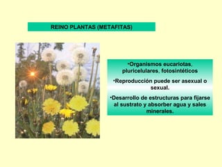 REINO PLANTAS (METAFITAS)




                        •Organismos eucariotas,
                      pluricelulares, fotosintéticos
                   •Reproducción puede ser asexual o
                               sexual.
                  •Desarrollo de estructuras para fijarse
                   al sustrato y absorber agua y sales
                                minerales.
 
