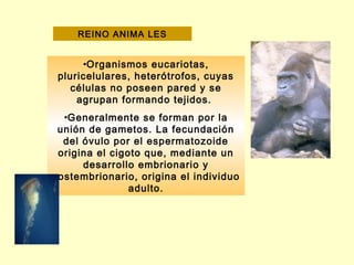 REINO ANIMA LES


      •Organismos eucariotas,
 pluricelulares, heterótrofos, cuyas
    células no poseen pared y se
     agrupan formando tejidos.
  •Generalmente se forman por la
 unión de gametos. La fecundación
  del óvulo por el espermatozoide
 origina el cigoto que, mediante un
      desarrollo embrionario y
postembrionario, origina el individuo
                adulto.
 
