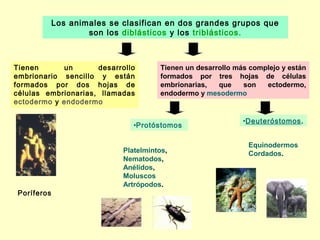 Los animales se clasifican en dos grandes grupos que
                    son los diblásticos y los triblásticos.



Tienen      un       desarrollo        Tienen un desarrollo más complejo y están
embrionario sencillo y están           formados por tres hojas de células
formados por dos hojas de              embrionarias,   que    son   ectodermo,
células embrionarias, llamadas         endodermo y mesodermo
ectodermo y endodermo

                                                              •Deuteróstomos.
                               •Protóstomos

                                                               Equinodermos
                            Platelmintos,                      Cordados.
                            Nematodos,
                            Anélidos,
                            Moluscos
                            Artrópodos.
Poríferos
 