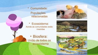 • Comunidade:
Populações
relacionadas
• Ecossistema:
Aonde as comunidades estão
inseridas
• Biosfera:
União de todos os
ecossistema