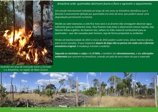 Amazônia arde: queimadas destroem fauna e flora e agravam o aquecimento.
Um estudo internacional realizado ao longo de oito anos na Amazônia identificou que a
floresta é severamente afetada por queimadas em anos de seca, que podem causar uma
degradação permanente no bioma.
Devido ao calor excessivo, o solo fica mais seco e as árvores não conseguem absorver água
suficiente para se manterem vivas. Para ficarem mais leves e absorverem menos líquido, elas
liberam folhas e galhos. Ao fazerem isto, soltam no chão material combustível para as
queimadas – que são causadas pelo homem, seja de forma proposital ou acidental.
Perdas de biodiversidade de 2015 e início de 2016 podem custar anos, talvez mesmo séculos,
para serem sanadas. O que reaparece depois do fogo não se parece em nada com a floresta
amazônica original. A mudança é brutal e evidente.
Área da floresta amazônica que ficou degradada após incêndio experimental feito no Mato Grosso (Foto: Divulgação/Paulo Brando)
Incêndio em área de transição entre o Cerrado
e a Amazônia, na região de Mato Grosso
Segundo os cientistas a culpa é do El Niño, e também dos desmatamentos, e das alterações
ambientais que ocorrem na Amazônia, criando um polo de seca maior do que o esperado.
 