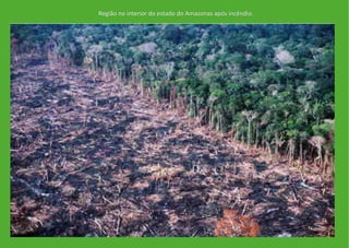 Região no interior do estado do Amazonas após incêndio.
 