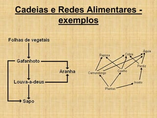Cadeias e Redes Alimentares -
exemplos
 