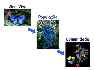 Ser Vivo
População
Comunidade
 