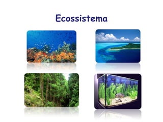 Ecossistema
 