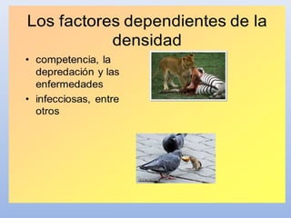 El crecimiento de la población puede ser limitado por
muchos factores que se dividen en 2 grandes grupos:
1.Factores dependientes de la densidad: A mayor aumento
de la población aumenta la mortalidad y se deprime la
natalidad.
El ejemplo más claro de esto se observa con el
suministro de alimento:
«A mayor población menores recursos alimentarios y mas
detritos producidos, esto conlleva a mortalidad cada vez mayor
en la población y por lo tanto menos nacimientos»
 