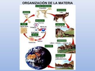 ORGANIZACIÓN DE LA MATERIA
 