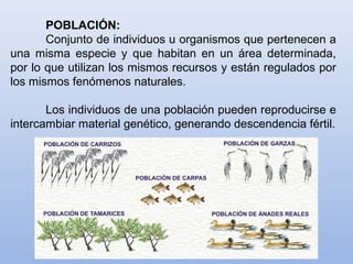 POBLACIÓN:
Conjunto de individuos u organismos que pertenecen a
una misma especie y que habitan en un área determinada,
por lo que utilizan los mismos recursos y están regulados por
los mismos fenómenos naturales.
Los individuos de una población pueden reproducirse e
intercambiar material genético, generando descendencia fértil.
 