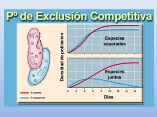 Uno de los competidores siempre dominará al otro,
llevándolo a la extinción o a una modificación evolutiva o de
comportamiento hacia otro nicho ecológico. El principio se
resume en la frase: "Competidores totales no pueden
coexistir".
El ecólogo ruso Georgii Frantsevich Gause formuló la
ley de exclusión competitiva basada en experimentos de
laboratorio con dos especies de paramecio, Paramecium 
aurelia y Paramecium  caudatum. Después de una fase de
neutralidad P.  aurelia sistemáticamente llevaba a la
extinción P.  caudatum. Las condiciones experimentales
consistían en proporcionar agua fresca diariamente y
mantener un flujo constante de alimentos.
 