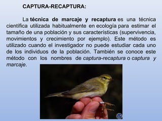 CAPTURA-RECAPTURA:
La técnica de marcaje y recaptura es una técnica
científica utilizada habitualmente en ecología para estimar el
tamaño de una población y sus características (supervivencia,
movimientos y crecimiento por ejemplo). Este método es
utilizado cuando el investigador no puede estudiar cada uno
de los individuos de la población. También se conoce este
método con los nombres de captura-recaptura o captura y
marcaje.
 