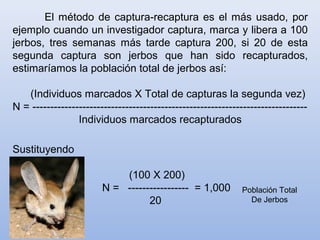 El método de captura-recaptura es el más usado, por
ejemplo cuando un investigador captura, marca y libera a 100
jerbos, tres semanas más tarde captura 200, si 20 de esta
segunda captura son jerbos que han sido recapturados,
estimaríamos la población total de jerbos así:
(Individuos marcados X Total de capturas la segunda vez)
N = -----------------------------------------------------------------------------
Individuos marcados recapturados
Sustituyendo
(100 X 200)
N = ----------------- = 1,000
20
Población Total
De Jerbos
 
