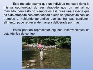 Este método asume que un individuo marcado tiene la
misma oportunidad de ser atrapado que un animal no
marcado, pero esto no siempre es así, pues una especie que
ha sido atrapada con anterioridad puede ser precavida con las
trampas o, habiendo aprendido que las trampas contienen
alimento, pude regresar de manera deliberada por más.
Estos podrían representar algunos inconvenientes de
esta técnica de conteo.
 