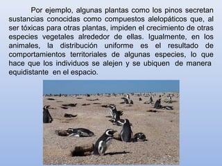 Por ejemplo, algunas plantas como los pinos secretan
sustancias conocidas como compuestos alelopáticos que, al
ser tóxicas para otras plantas, impiden el crecimiento de otras
especies vegetales alrededor de ellas. Igualmente, en los
animales, la distribución uniforme es el resultado de
comportamientos territoriales de algunas especies, lo que
hace que los individuos se alejen y se ubiquen de manera
equidistante en el espacio.
 