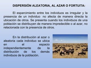 DISPERSIÓN ALEATORIA, AL AZAR O FORTUITA:
El esparcimiento entre los individuos es irregular y la
presencia de un individuo no afecta de manera directa la
ubicación de otros. Se presenta cuando los individuos de una
población se distribuyen de manera impredecible o al azar, no
relacionada con la presencia de otros.
En la distribución al azar o
aleatoria cada individuo se ubica
en el espacio
independientemente de la
distribución de los demás
individuos de la población.
 