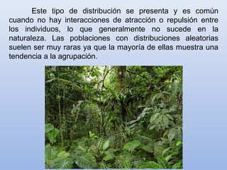 Este tipo de distribución se presenta y es común
cuando no hay interacciones de atracción o repulsión entre
los individuos, lo que generalmente no sucede en la
naturaleza. Las poblaciones con distribuciones aleatorias
suelen ser muy raras ya que la mayoría de ellas muestra una
tendencia a la agrupación.
 