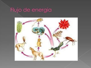 Flujo de energia
