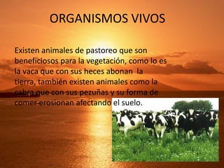 ORGANISMOS VIVOS
Existen animales de pastoreo que son
beneficiosos para la vegetación, como lo es
la vaca que con sus heces abonan la
tierra, también existen animales como la
cabra que con sus pezuñas y su forma de
comer erosionan afectando el suelo.

 