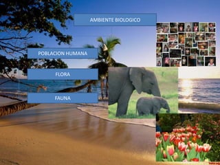 AMBIENTE BIOLOGICO

POBLACION HUMANA

FLORA

FAUNA

 