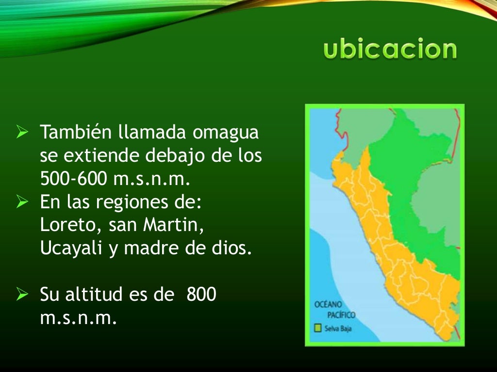 selva alta y selva baja selva alta y selva baja