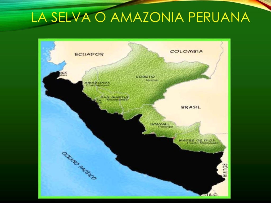 selva alta y selva baja selva alta y selva baja