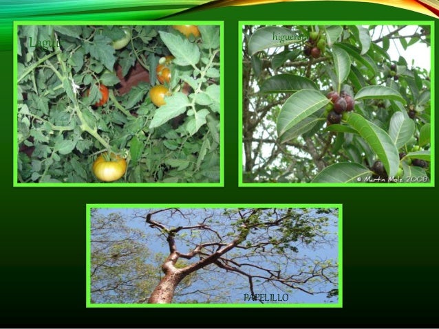 selva alta y selva baja