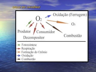 CICLO DO OXIGÊNIOCICLO DO OXIGÊNIO
 