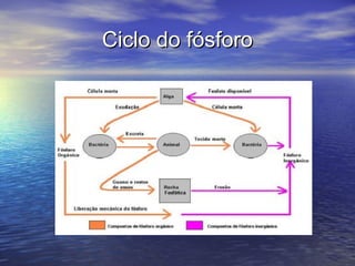Ciclo do fósforoCiclo do fósforo
 