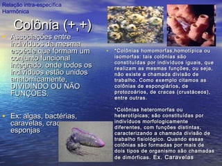 Colônia (+,+)Colônia (+,+)
• *Colônias homomorfas,homotípica ou*Colônias homomorfas,homotípica ou
isomorfas: tais colônias sãoisomorfas: tais colônias são
constituídas por indivíduos iguais, queconstituídas por indivíduos iguais, que
realizam as mesmas funções, ou seja,realizam as mesmas funções, ou seja,
não existe a chamada divisão denão existe a chamada divisão de
trabalho. Como exemplo citamos astrabalho. Como exemplo citamos as
colônias de espongiários, decolônias de espongiários, de
protozoários, de cracas (crustáceos),protozoários, de cracas (crustáceos),
entre outras.entre outras.
*Colônias heteromorfas ou*Colônias heteromorfas ou
heterotípicas; são constituídas porheterotípicas; são constituídas por
indivíduos morfologicamenteindivíduos morfologicamente
diferentes, com funções distintas,diferentes, com funções distintas,
caracterizando a chamada divisão decaracterizando a chamada divisão de
trabalho fisiológico. Quando essastrabalho fisiológico. Quando essas
colônias são formadas por mais decolônias são formadas por mais de
dois tipos de organismo são chamadasdois tipos de organismo são chamadas
de dimórficasde dimórficas . Ex. Caravelas. Ex. Caravelas
• Associações entreAssociações entre
indivíduos da mesmaindivíduos da mesma
espécie que formam umespécie que formam um
conjunto funcionalconjunto funcional
integrado, onde todos osintegrado, onde todos os
indivíduos estão unidosindivíduos estão unidos
anatomicamente,anatomicamente,
DIVIDINDO OU NÃODIVIDINDO OU NÃO
FUNÇÕES.FUNÇÕES.
• Ex: algas, bactérias,Ex: algas, bactérias,
caravelas, cracas,caravelas, cracas,
esponjasesponjas
Relação intra-específica
Harmônica
 
