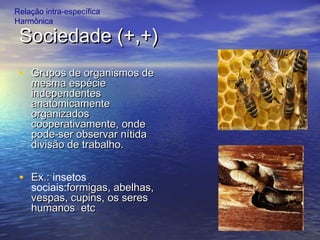 Sociedade (+,+)Sociedade (+,+)
• Grupos de organismos deGrupos de organismos de
mesma espéciemesma espécie
independentesindependentes
anatomicamenteanatomicamente
organizadosorganizados
cooperativamente, ondecooperativamente, onde
pode-ser observar nítidapode-ser observar nítida
divisão de trabalho.divisão de trabalho.
• Ex.:Ex.: insetos
sociais:formigas, abelhas,formigas, abelhas,
vespas, cupins, os seresvespas, cupins, os seres
humanos etchumanos etc
Relação intra-específica
Harmônica
 