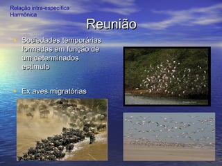 ReuniãoReunião
• Sociedades temporáriasSociedades temporárias
formadas em função deformadas em função de
um determinadosum determinados
estímuloestímulo
• Ex aves migratóriasEx aves migratórias
Relação intra-específica
Harmônica
 