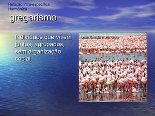 gregarismogregarismo
• Indivíduos que vivemIndivíduos que vivem
juntos, agrupados,juntos, agrupados,
sem organizaçãosem organização
social.social.
Relação intra-específica
Harmônica
 