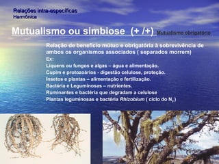 Relações intra-específicasRelações intra-específicas
HarmônicaHarmônica
Mutualismo ou simbiose (+ /+) Mutualismo obrigatório
Relação de benefício mútuo e obrigatória à sobrevivência de
ambos os organismos associados ( separados morrem)
Ex:
Líquens ou fungos e algas – água e alimentação.
Cupim e protozoários - digestão celulose, proteção.
Insetos e plantas – alimentação e fertilização.
Bactéria e Leguminosas – nutrientes.
Ruminantes e bactéria que degradam a celulose
Plantas leguminosas e bactéria Rhizobium ( ciclo do N2 )
 