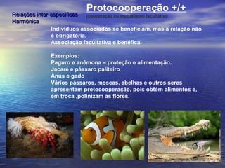 Relações inter-específicasRelações inter-específicas
HarmônicaHarmônica
Protocooperação +/+
(cooperação ou mutualismo facultativo
Indivíduos associados se beneficiam, mas a relação não
é obrigatória.
Associação facultativa e benéfica.
Exemplos:
Paguro e anêmona – proteção e alimentação.
Jacaré e pássaro paliteiro
Anus e gado
Vários pássaros, moscas, abelhas e outros seres
apresentam protocooperação, pois obtém alimentos e,
em troca ,polinizam as flores.
 