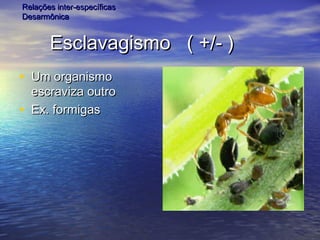 Esclavagismo ( +/- )Esclavagismo ( +/- )
• Um organismoUm organismo
escraviza outroescraviza outro
• Ex. formigasEx. formigas
Relações inter-específicasRelações inter-específicas
DesarmônicaDesarmônica
 