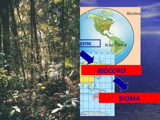 BIOSFERA
BIOCICLO TERRESTRE
FLORESTAS
FLORESTA TROPICAL
BIÓCORO
BIOMA
 