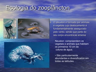 Ecologia do zooplânctonEcologia do zooplâncton
• O pleuston é formado por animaisO pleuston é formado por animais
e vegetais cujo deslocamento ée vegetais cujo deslocamento é
fundamentalmente asseguradofundamentalmente assegurado
pelo vento, sendo que parte dopelo vento, sendo que parte do
seu corpo encontra-se emersaseu corpo encontra-se emersa
Neuston: compreendem os
vegetais e animais que habitam
os primeiros 10 cm da
coluna de água;
• São particularmente
abundantes e diversificados em
todas as latitudes.
 