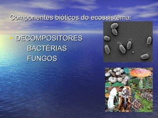 Componentes bióticos do ecossistema:Componentes bióticos do ecossistema:
• DECOMPOSITORESDECOMPOSITORES
BACTÉRIASBACTÉRIAS
FUNGOSFUNGOS
 