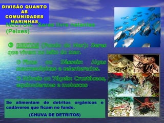 DIVISÃO QUANTODIVISÃO QUANTO
ASAS
COMUNIDADESCOMUNIDADES
MARINHASMARINHAS
Se alimentam de detritos orgânicos e
cadáveres que ficam no fundo.
(CHUVA DE DETRITOS)
NÉCTON: Seres livre natantes
(Peixes)
 