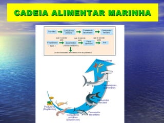 CADEIA ALIMENTAR MARINHACADEIA ALIMENTAR MARINHA
 