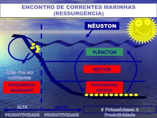 EM RESUMO:
PLÂNCTON
NÉCTON
BENTOS
NÊUSTON
FOTOSSÍNTESE
ABUNDANTE
FOTOSSÍNTESE
ESCASSA
 