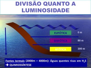 EUFÓTICA
DISFÓTICA
AFÓTICA
Fontes termais (2000m – 4000m): Águas quentes ricas em H2S
 QUIMIOSSÍNTESE
 