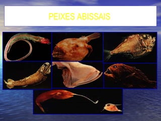 PEIXES ABISSAIS
 