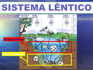 Zona Límnica
Zona Profunda
 