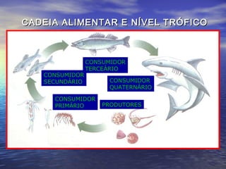 CADEIA ALIMENTAR E NÍVEL TRÓFICOCADEIA ALIMENTAR E NÍVEL TRÓFICO
PRODUTORES
CONSUMIDOR
PRIMÁRIO
CONSUMIDOR
SECUNDÁRIO
CONSUMIDOR
TERCEÁRIO
CONSUMIDOR
QUATERNÁRIO
 