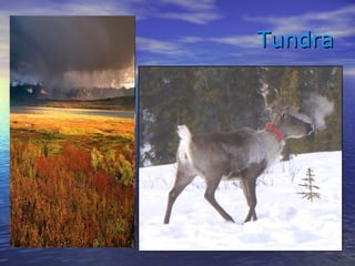 TundraTundra
 